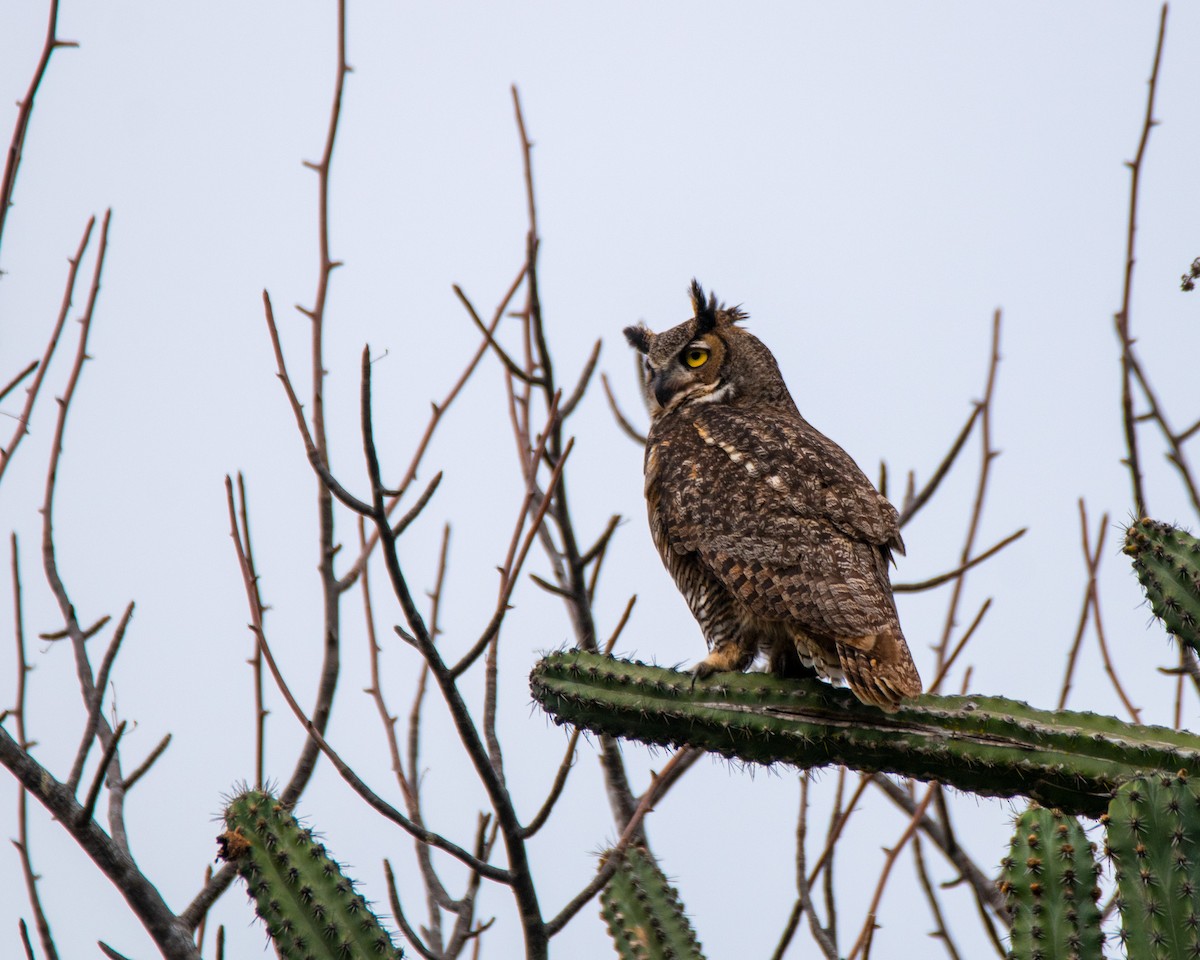 Great Horned Owl - ML408858001