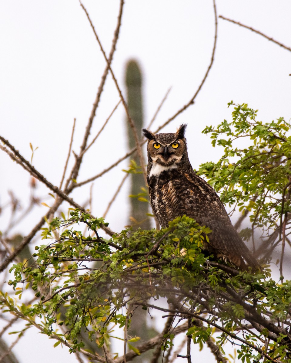 Great Horned Owl - ML408858071