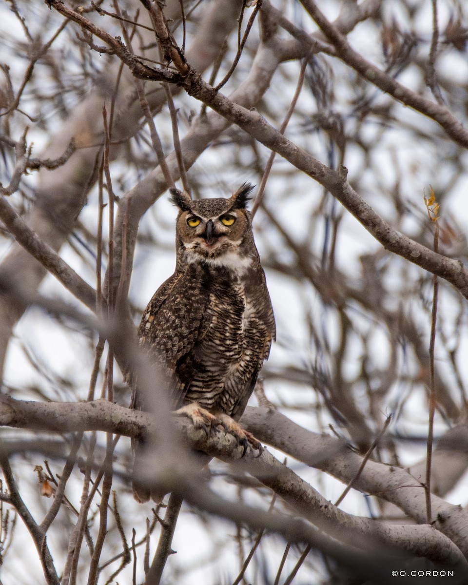 Great Horned Owl - ML408858241