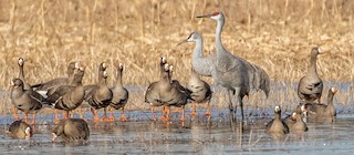 Greater White-fronted Goose, ML408858451