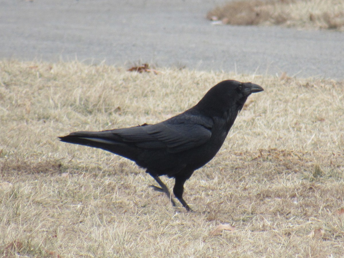 Common Raven - ML408863991