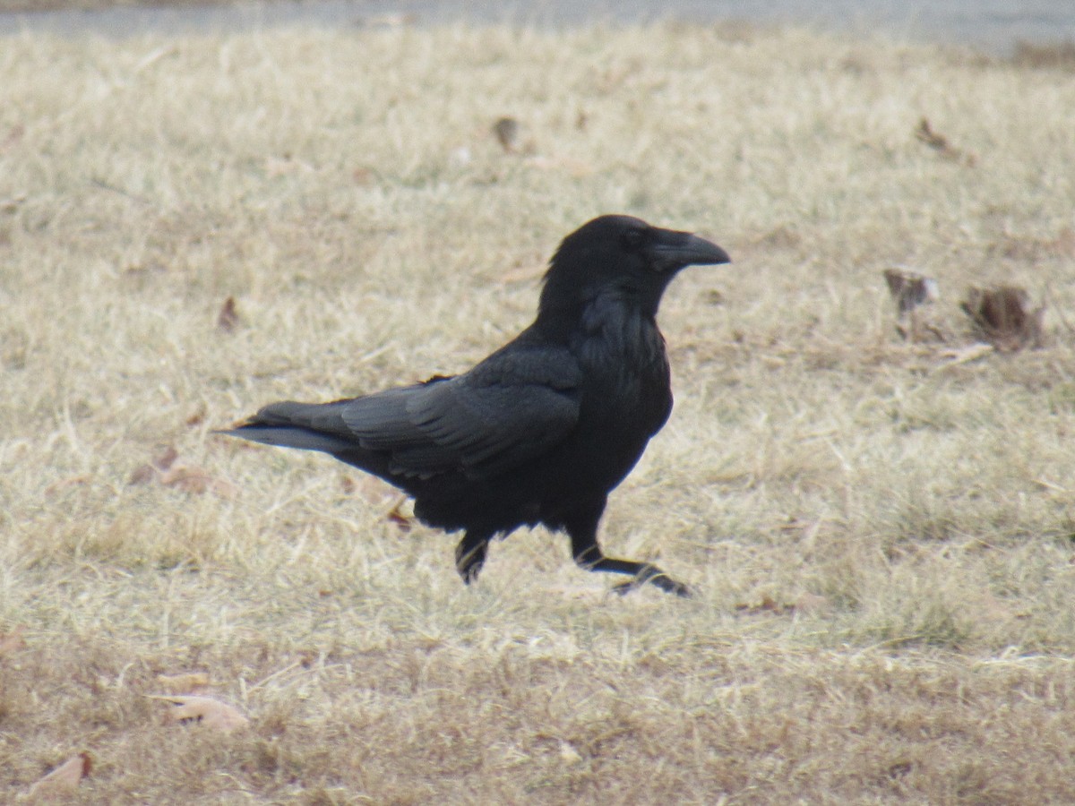 Common Raven - ML408864011