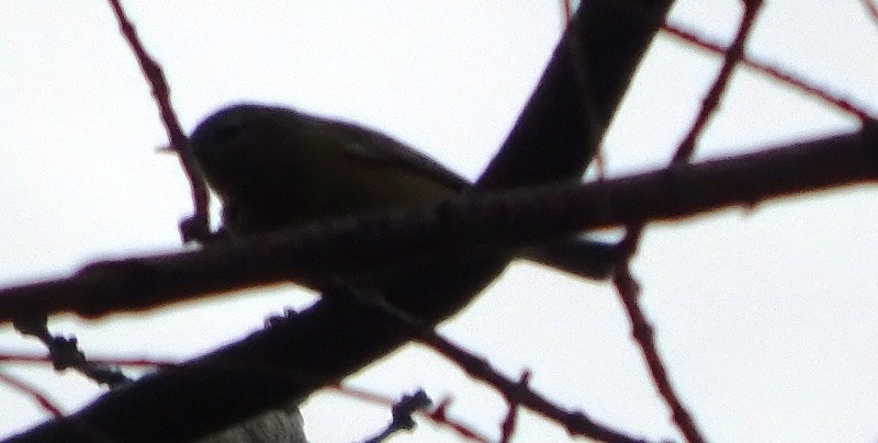 Orange-crowned Warbler - ML40887061
