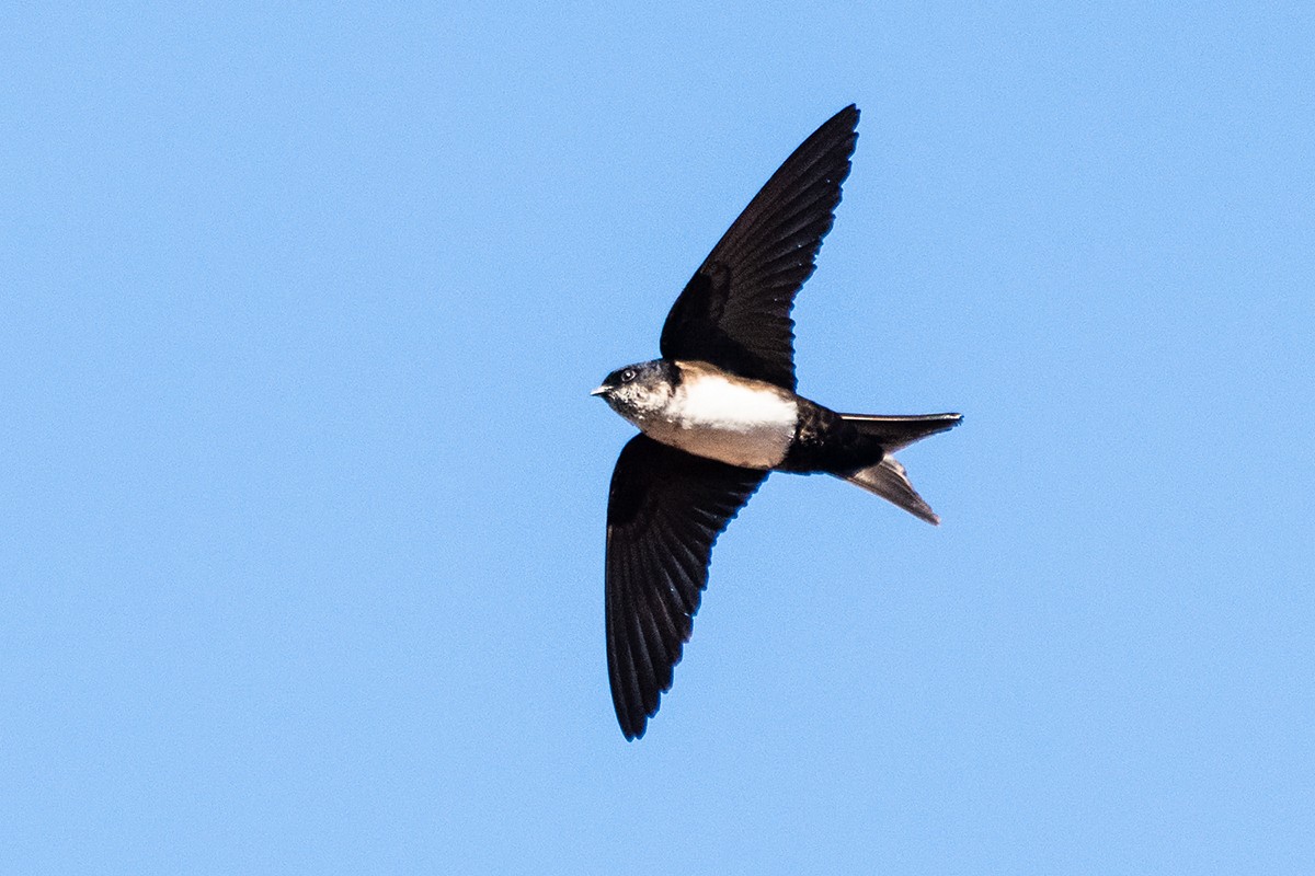 Black-capped Swallow - ML408870801