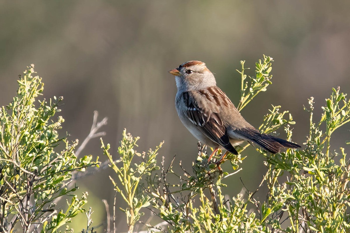 White-crowned Sparrow - Gizella Nyquist