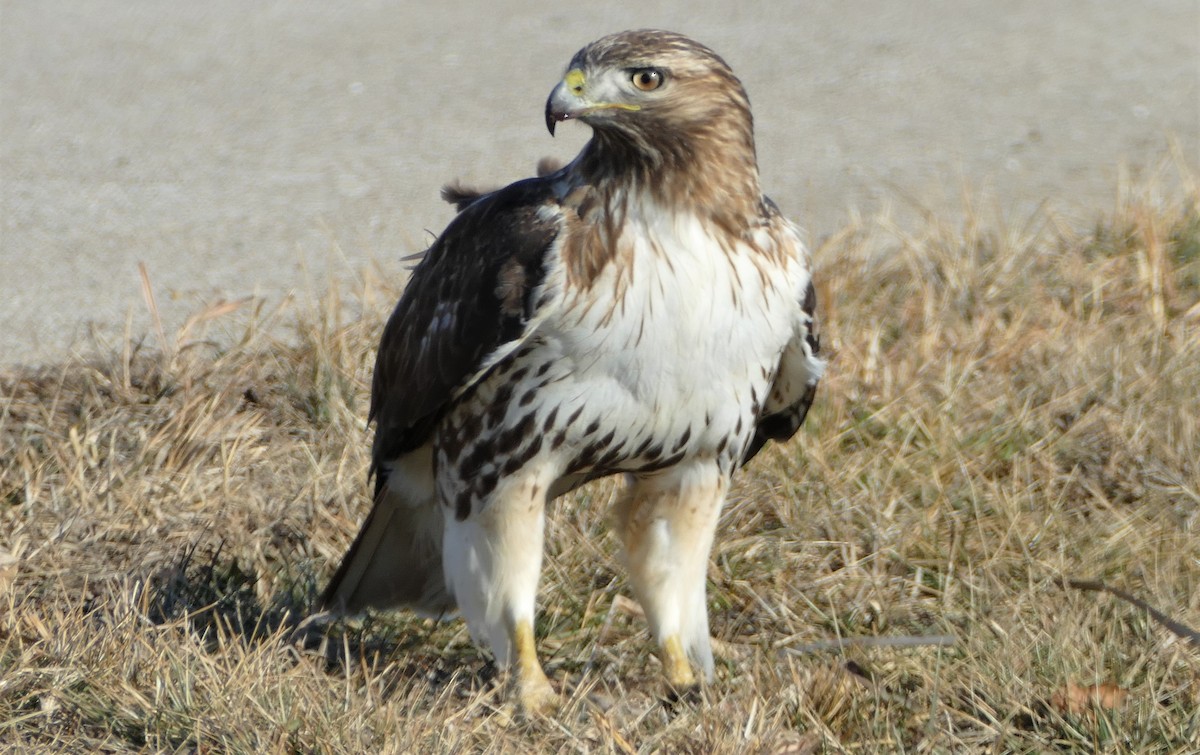 Red-tailed Hawk - ML408873611