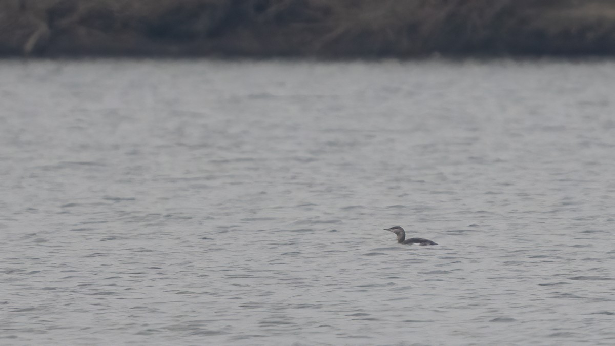 Red-throated Loon - ML408876721