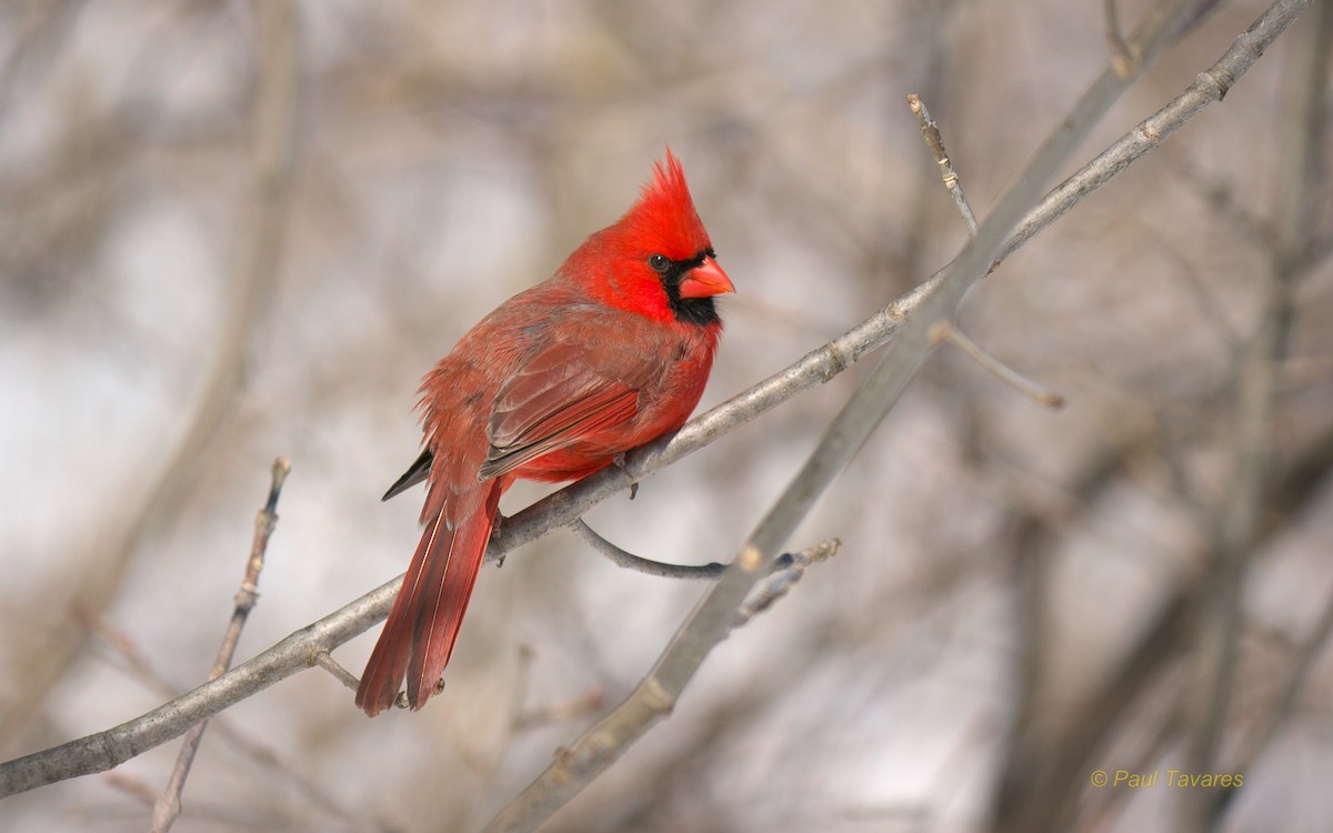 Northern Cardinal - Paul Tavares