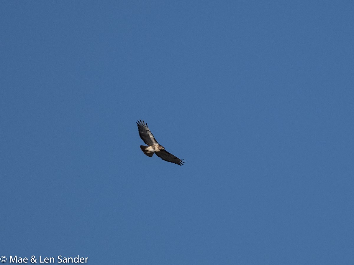 Red-tailed Hawk - ML408885751