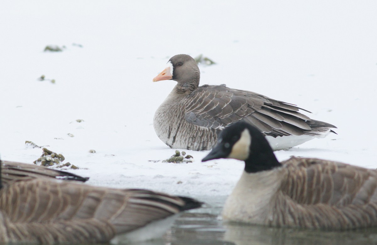 Greater White-fronted Goose - Iain Fleming