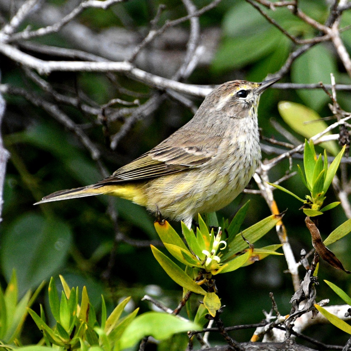 ML408900171 - Palm Warbler - Macaulay Library