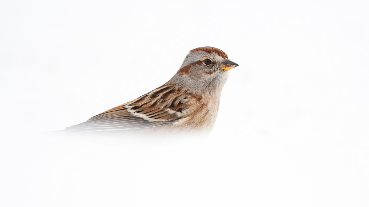 American Tree Sparrow - Graham Deese