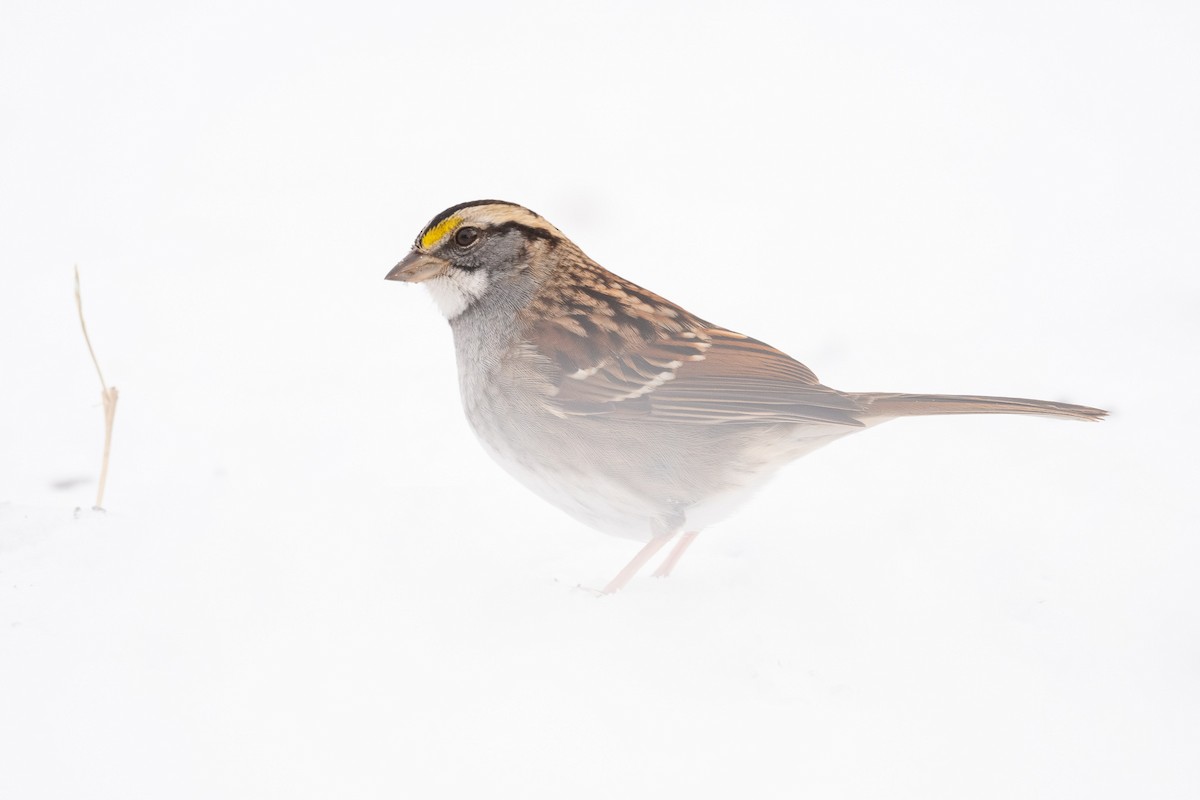 White-throated Sparrow - Graham Deese