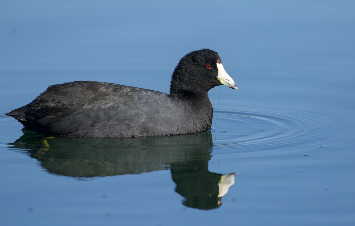 American Coot - Will Sweet