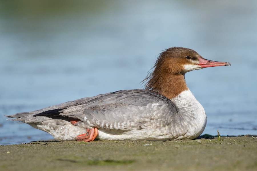 Common Merganser
