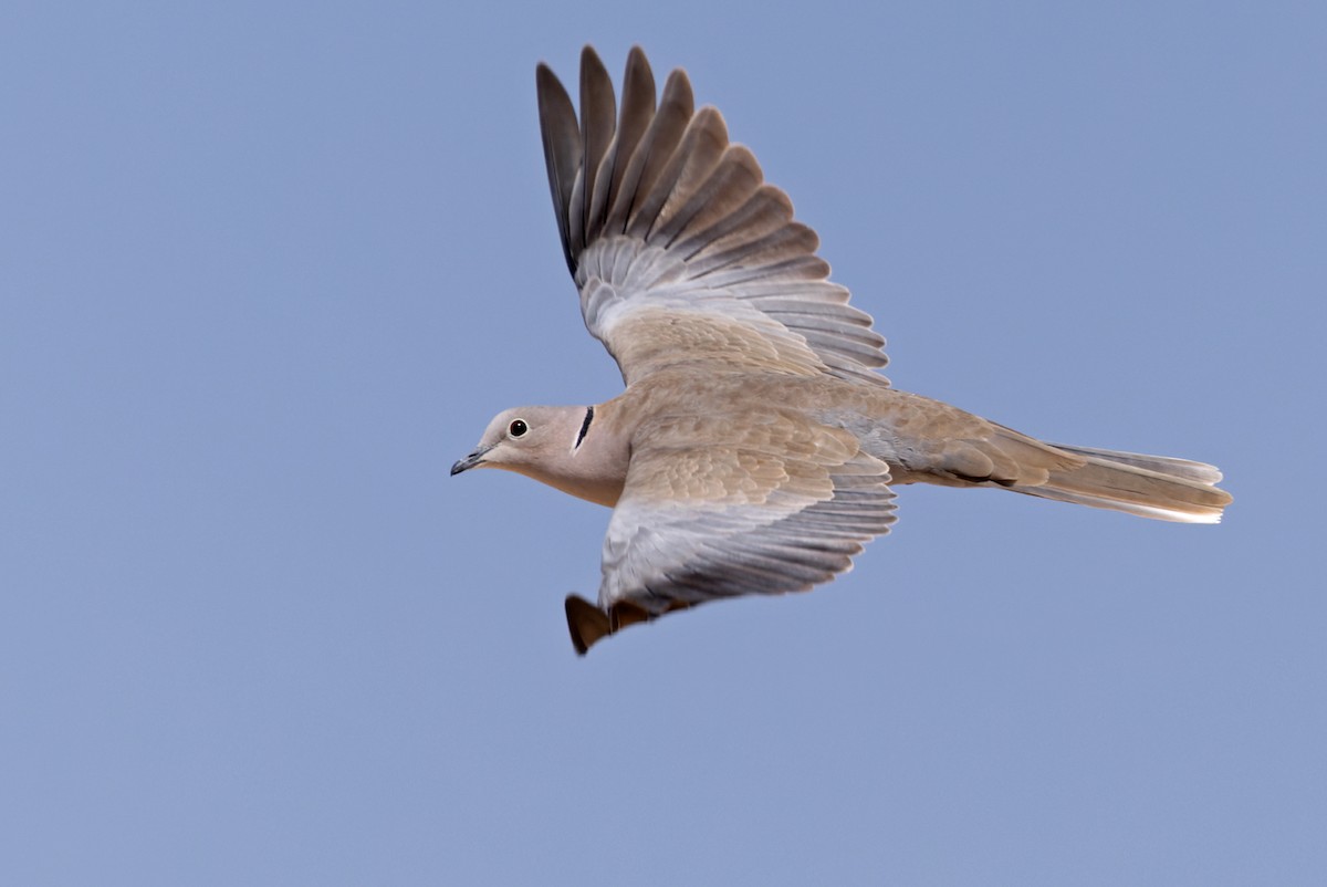 Eurasian Collared-Dove - Lars Petersson | My World of Bird Photography