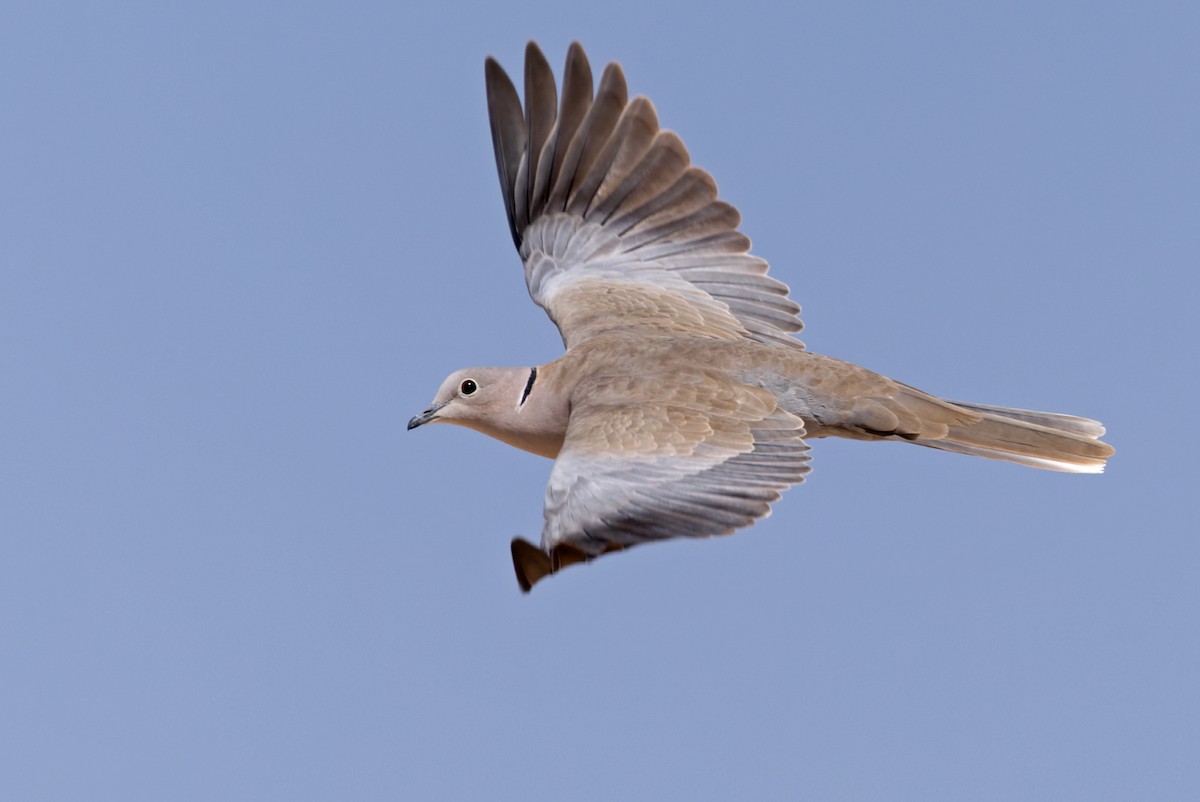 Eurasian Collared Dove Flying