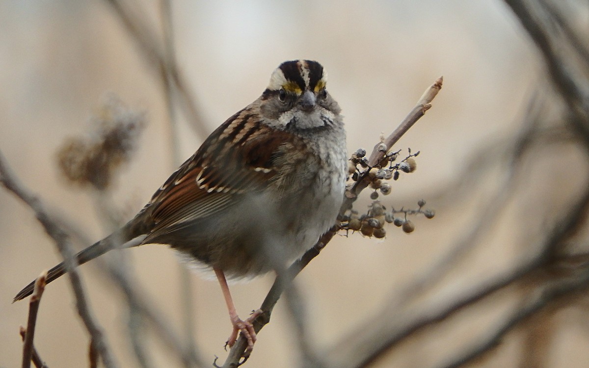 White-throated Sparrow - Jim O'Neill