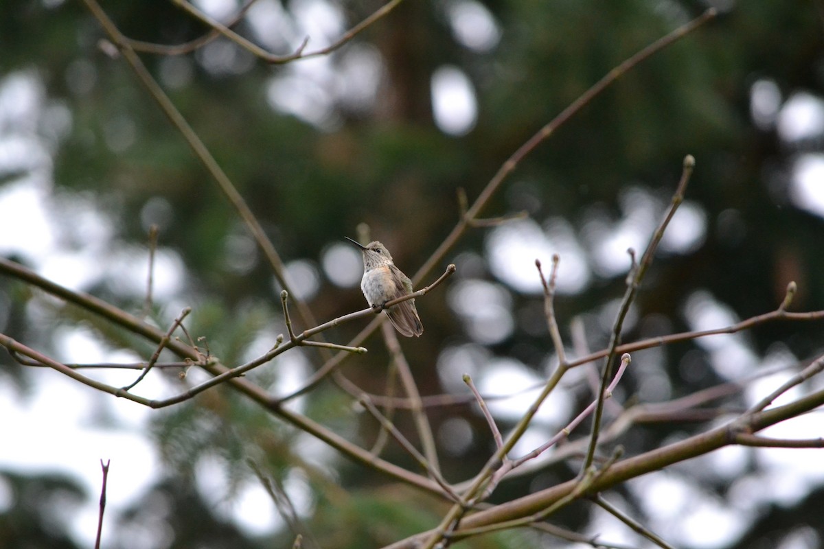 Calliope Hummingbird - ML408909701