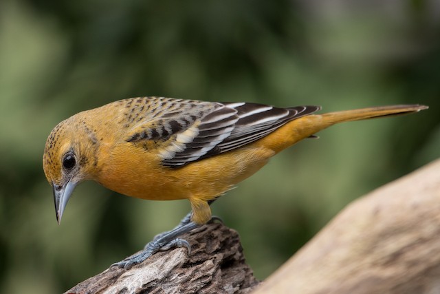 Baltimore Oriole (Icterus galbula) · iNaturalist