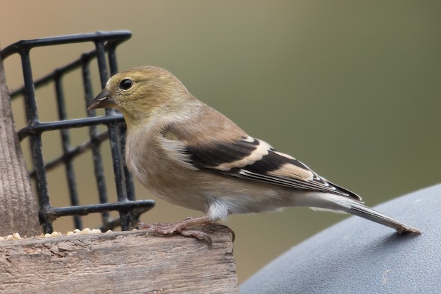 American Goldfinch Female Winter