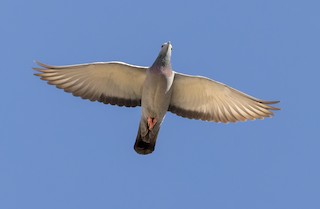 Rock Pigeon (Wild type), ML408912911