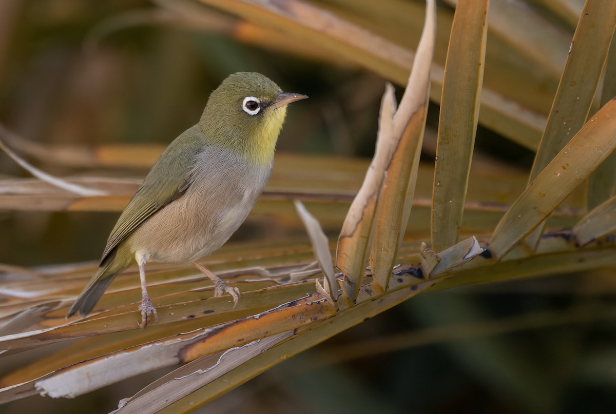 Abyssinian White-eye - Lars Petersson | My World of Bird Photography