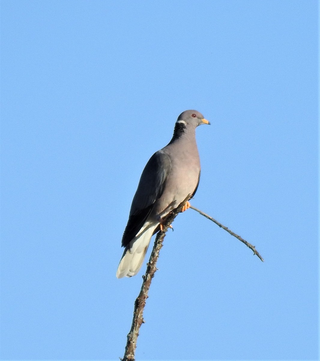 Band-tailed Pigeon - Sarah Hobart