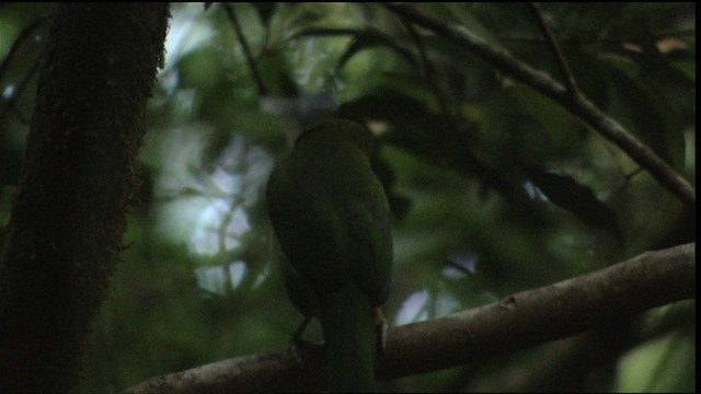 Northern Emerald-Toucanet (Blue-throated) - ML408916