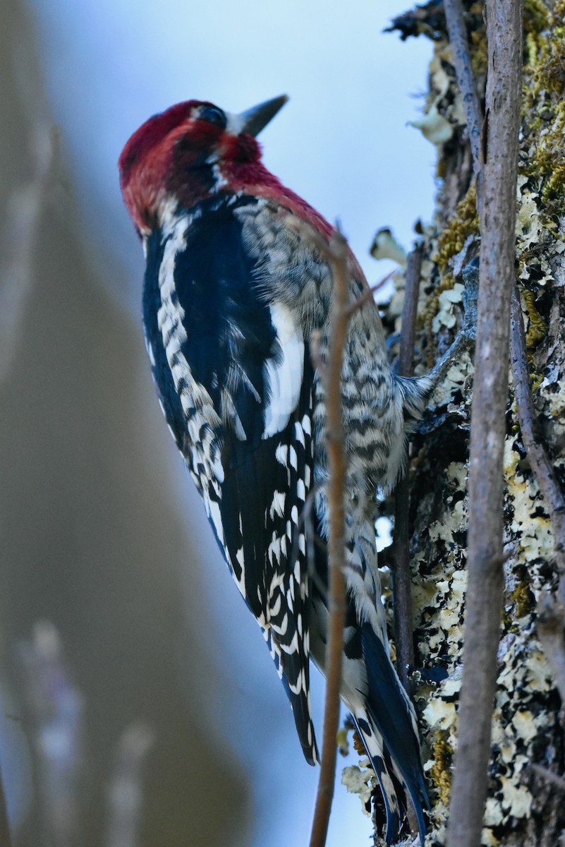 Red-naped x Red-breasted Sapsucker (hybrid) - ML408916521