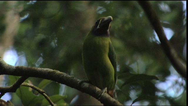 Northern Emerald-Toucanet (Blue-throated) - ML408917