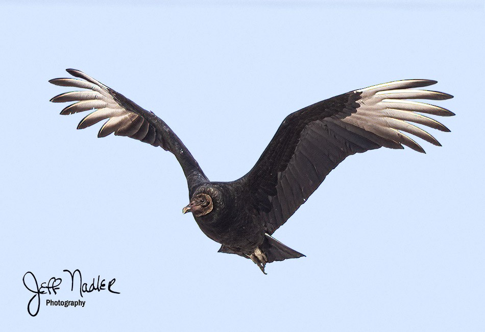 Black Vulture - ML408922741