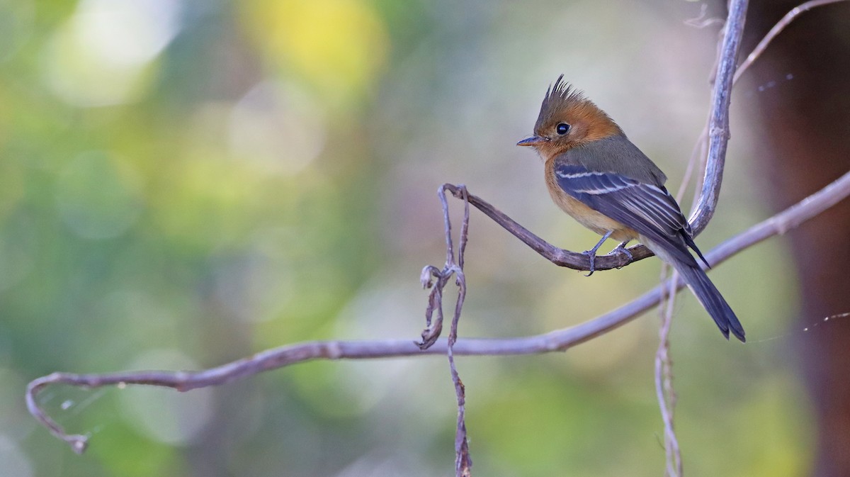 Tufted Flycatcher (Mexican) - ML408926281