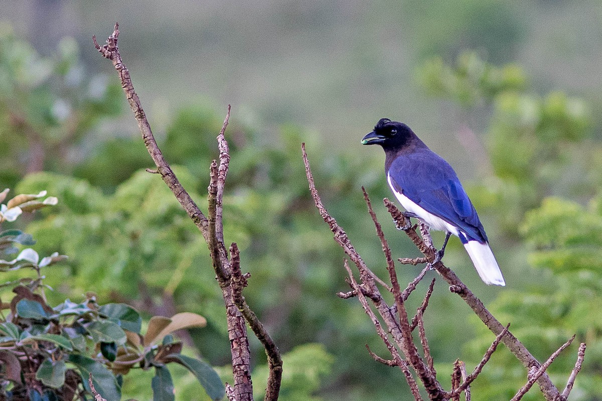 Curl-crested Jay - ML408930281