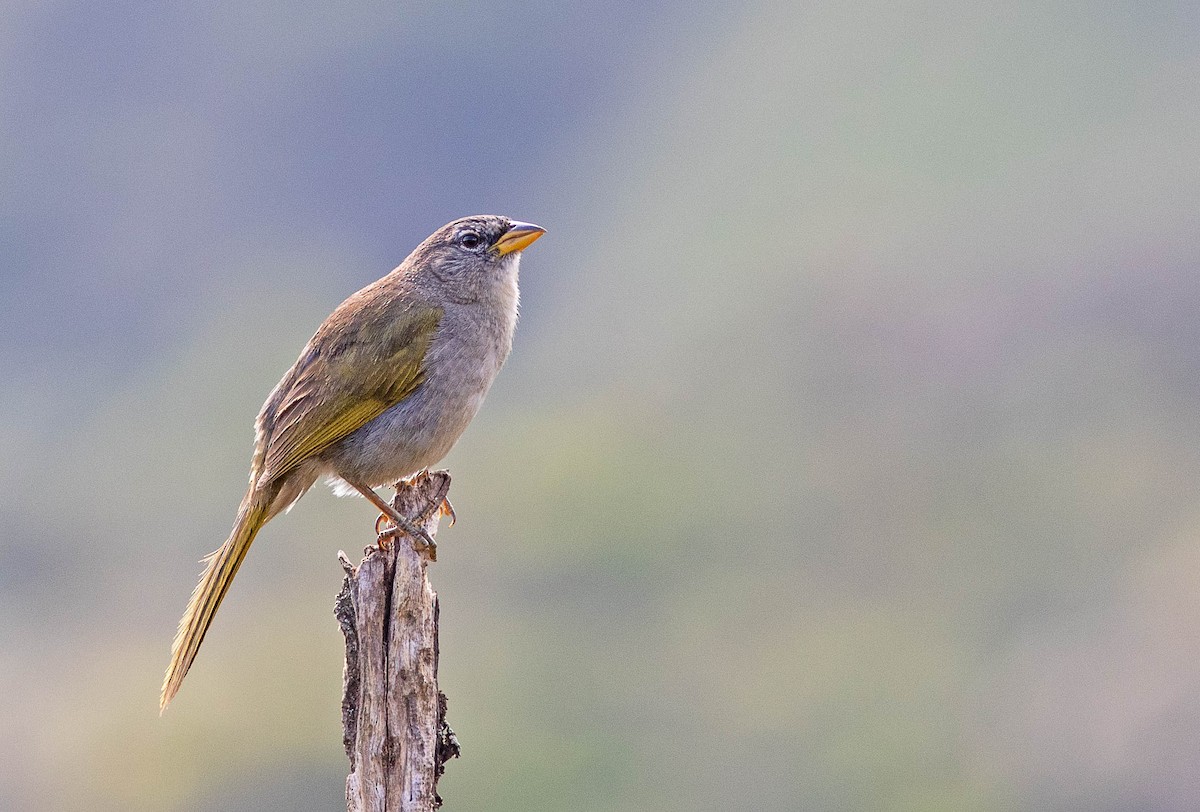 Pale-throated Pampa-Finch - ML408930951