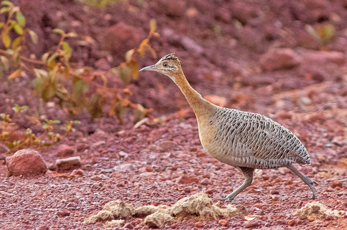 Red-winged Tinamou - ML408933001