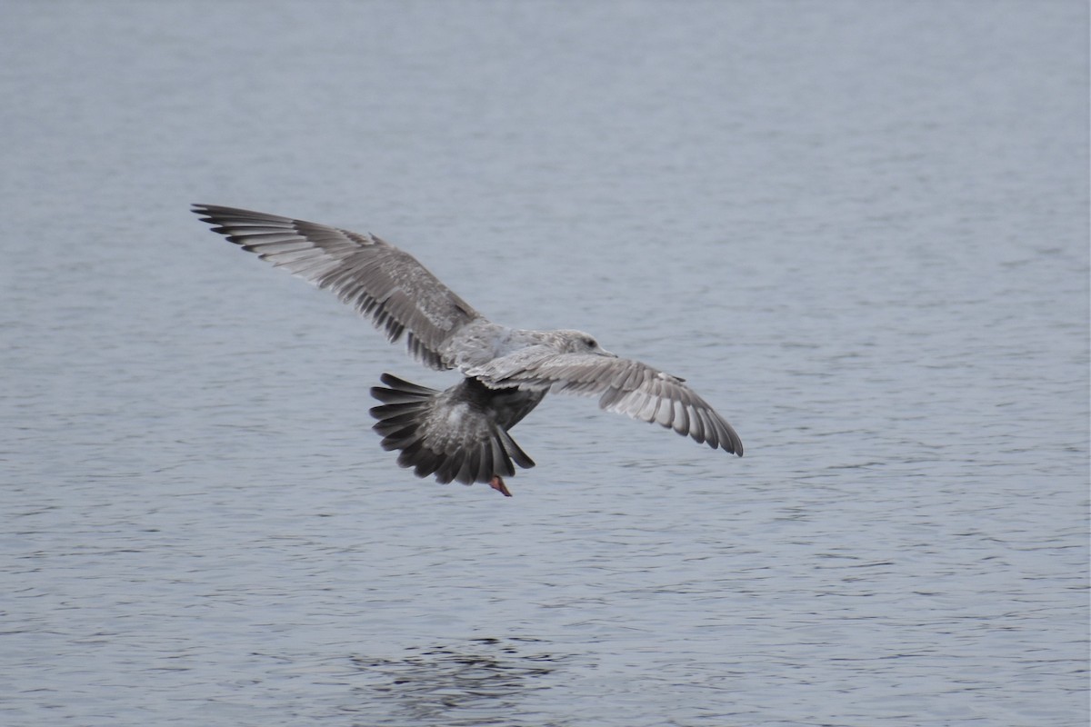 Herring x Glaucous-winged Gull (hybrid) - ML408938291