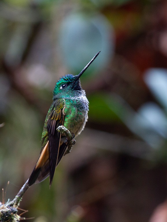 Violet-throated Starfrontlet - Peter Candido