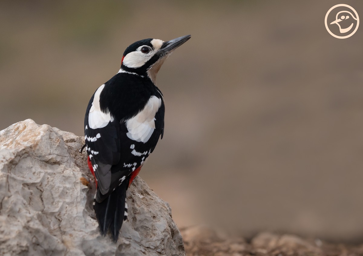 Great Spotted Woodpecker - Yanina Maggiotto