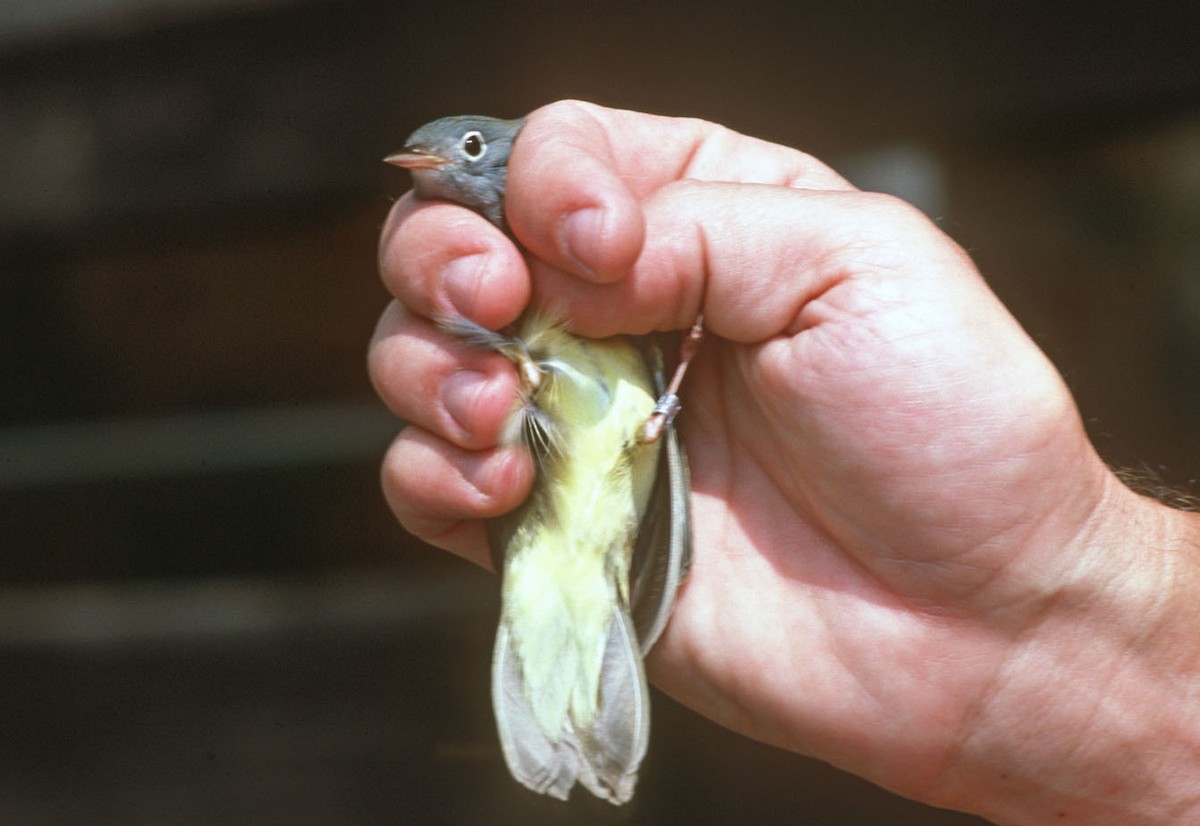 Connecticut Warbler - TBRC Accepted Records