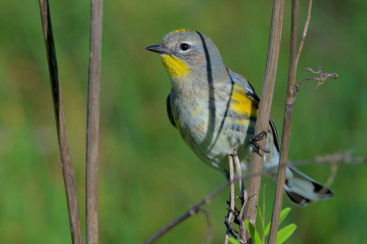 Yellow-rumped Warbler (Audubon's) - ML408946671