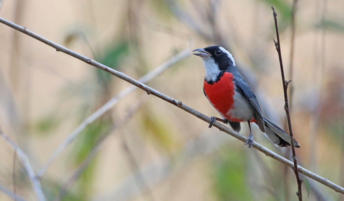 Red-breasted Chat (Red-breasted) - ML408950871