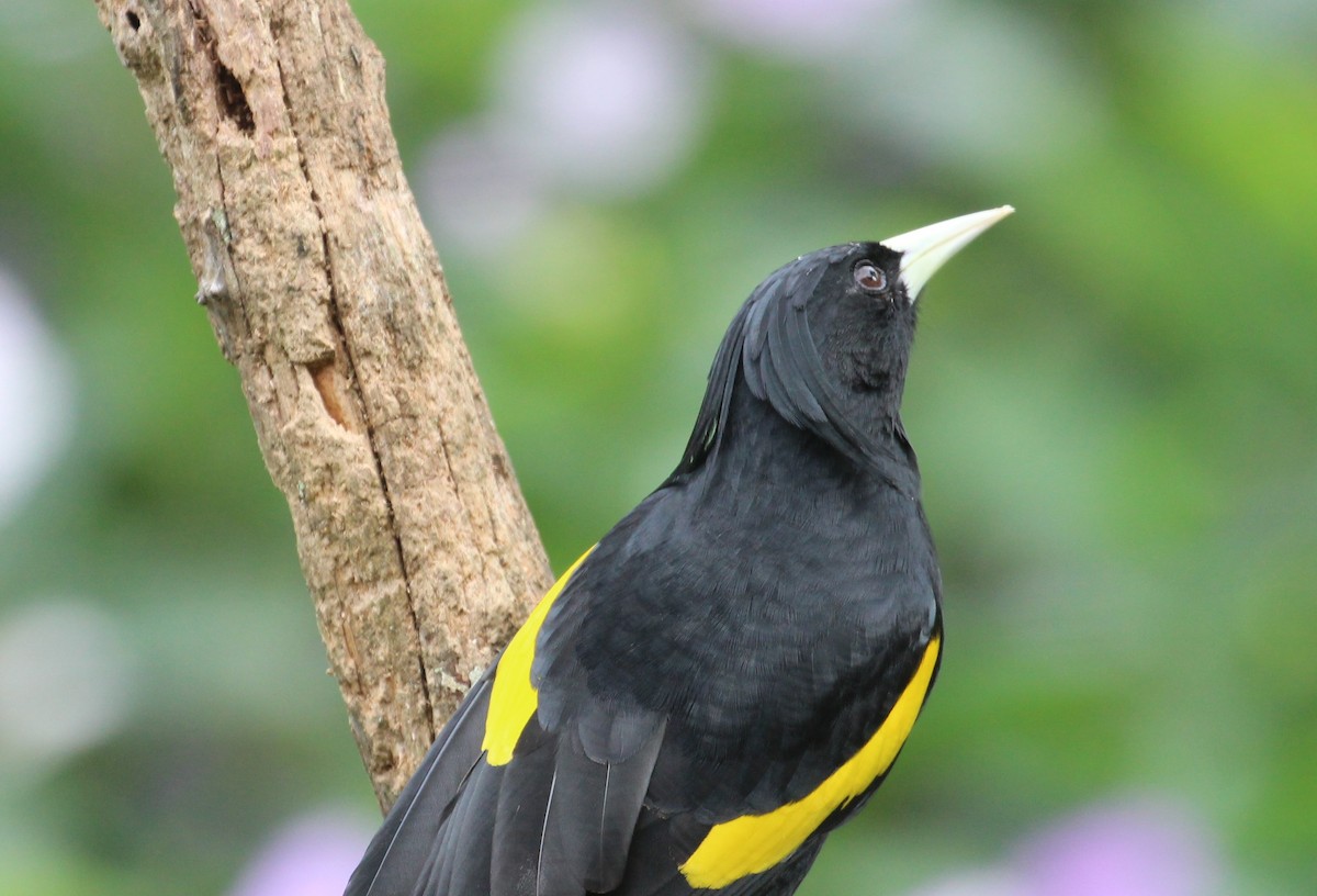 Yellow-winged Cacique - ML40895231