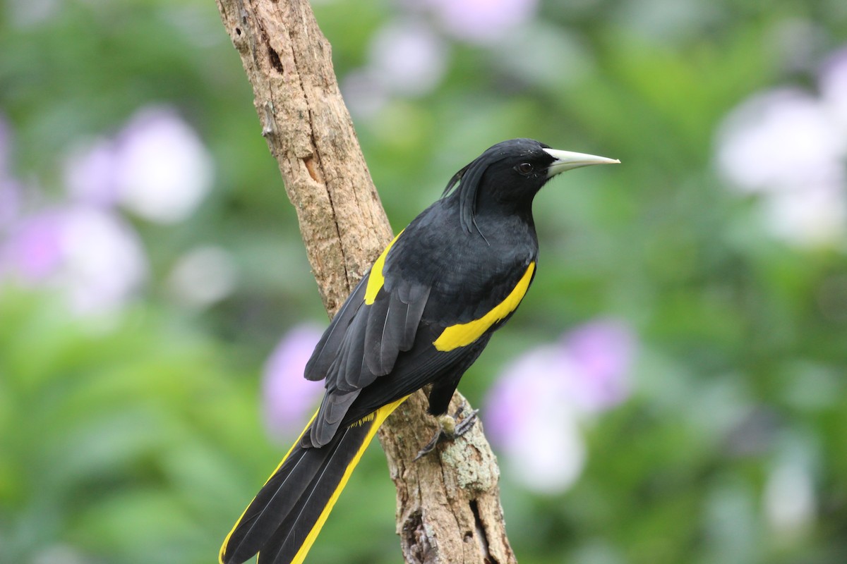 Yellow-winged Cacique - ML40895281