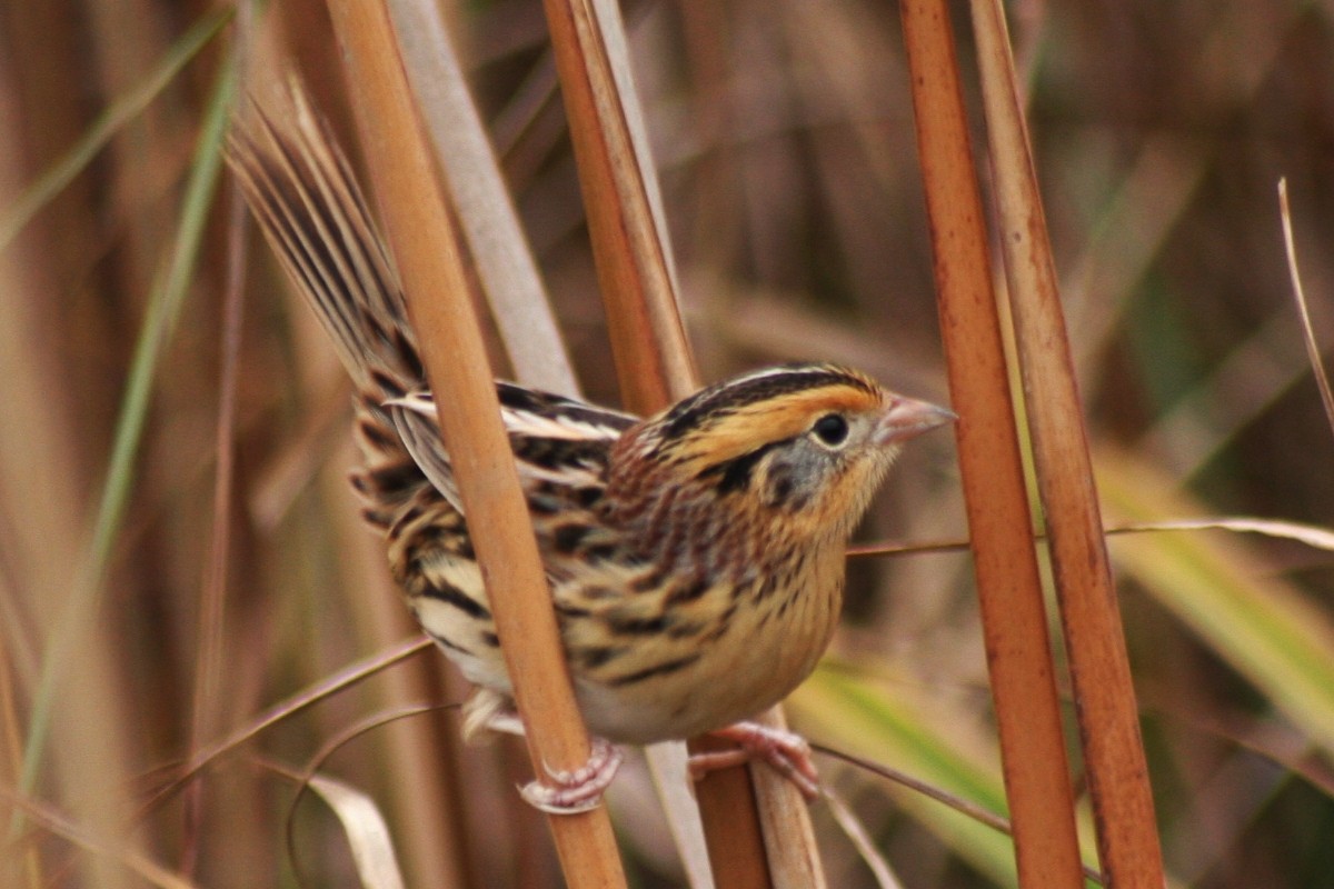 LeConte's Sparrow - Shelby Robert
