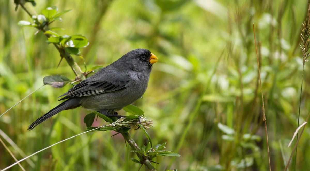 Band-tailed Seedeater - Ian Davies