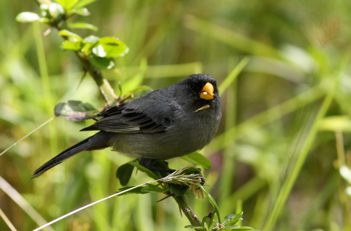 Band-tailed Seedeater - Ian Davies