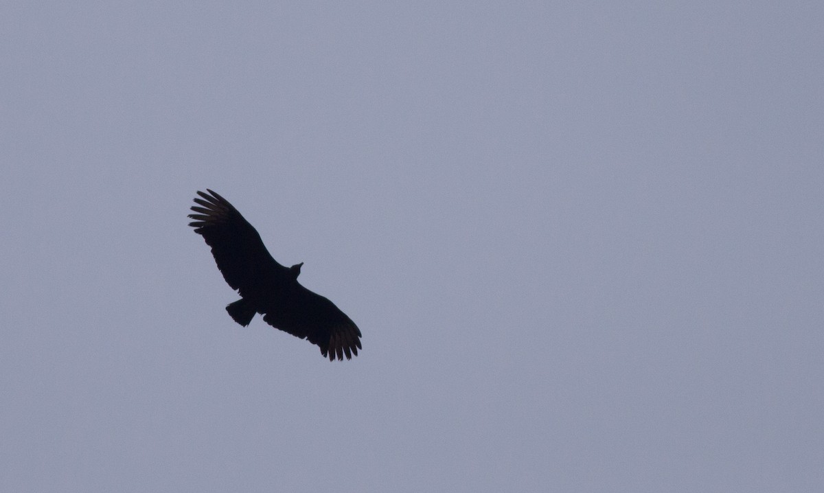 Black Vulture - Ian Davies