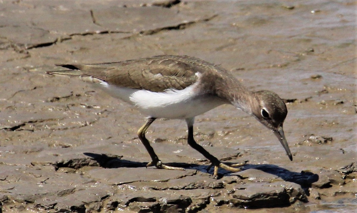 Spotted Sandpiper - Jeffrey McCrary