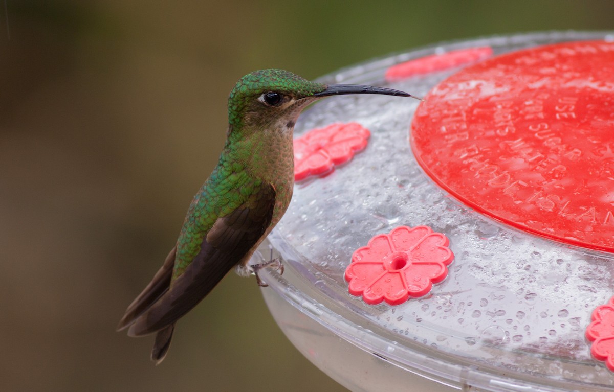 kolibřík hnědobřichý - ML40896441